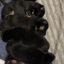 German Shepherd Puppies from Brooks High Quality Breeders