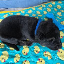Earl - Black and tan male German Shepherd puppy in Berry, Alabama from Whisper Gray