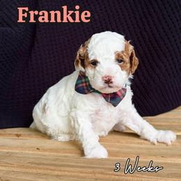 Frankie - Parti male Goldendoodle puppy in Runaway Bay, Texas from Green Ranch Doodles
