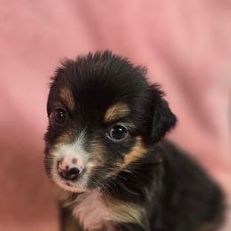 Janis - Black tri female Miniature Australian Shepherd puppy in Reno, Nevada from Battle Born Mini Aussies