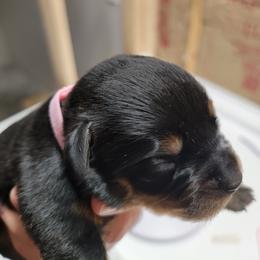 Tabitha (Pink Collar) - Black and mahogany female Rottweiler puppy in York, South Carolina from CenturionOne LLC