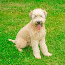 Lizzie - Whoodle