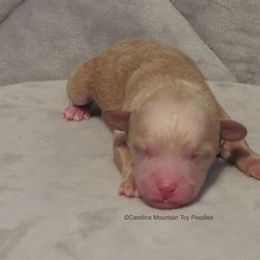 Poodle Puppies from Carolina Mountain Toy Poodles