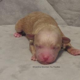 Poodle Puppies from Carolina Mountain Toy Poodles
