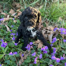 Tinkerbell - Black female Poodle puppy in Lawrenceburg, Tennessee from LUV Poodles and Maltipoos