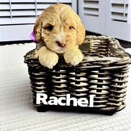 Rachel - Caramel cream Australian Labradoodle puppy in Sun City, Arizona from Blue Line Doodles of Arizona