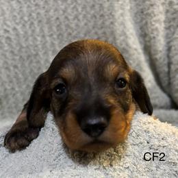 CF2 - Wild boar female Dachshund puppy in South Carolina from Purebred Dachshunds