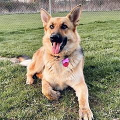 German Shepherds from Peachy Puppies