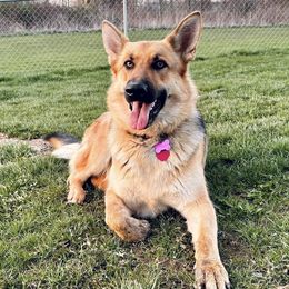 German Shepherds from Peachy Puppies