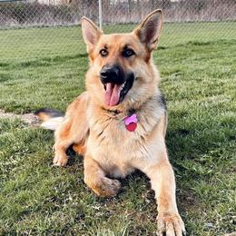 German Shepherds from Peachy Puppies