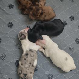 Shelia - Black female Dachshund puppy in Annandale, Minnesota from Weiners on a Hill