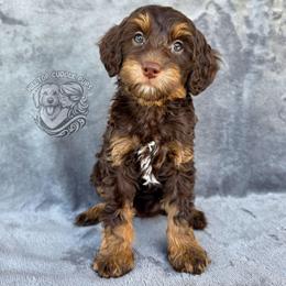 Alexandrite - Miss Balanced and Sweet - Phantom female Goldendoodle puppy in Chattanooga, Tennessee from Hilltop Cuddle Pups
