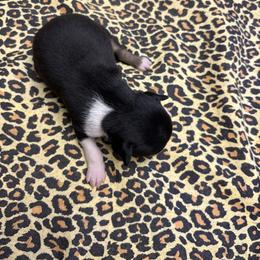 Hank - Black white and tan male Rat Terrier puppy in Brandon, Mississippi from Henry Farms Rat Terriers