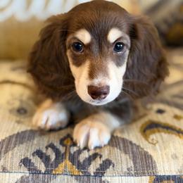 Graham - Chocolate and cream male Dachshund puppy in Fort Gibson, Oklahoma from Cooper’s Dachshunds
