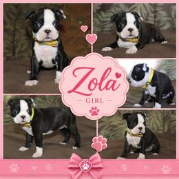 Zola - Black brindle and white female Boston Terrier puppy in Brooksville, Florida from I Love Pups