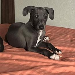 Italian Greyhound Puppies from Fisher Link