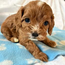 Oatmeal - Red female Cavapoo puppy in Adrian, Oregon from ApplebyFarm