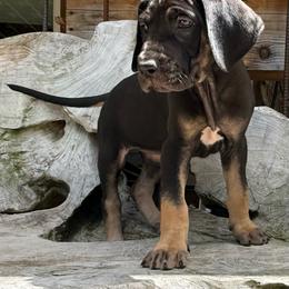 BEARING - Fawn female Great Dane puppy in Wellsville, New York from Prophecy Danes