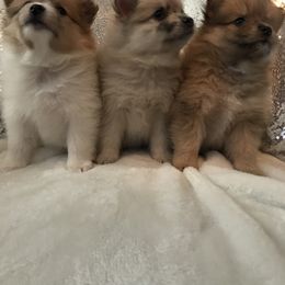 Pomeranian Puppies from Regal Poms