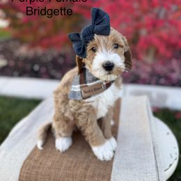 Purple Female Bridget - Red  female Goldendoodle puppy in Springville, Utah from JW Doodles