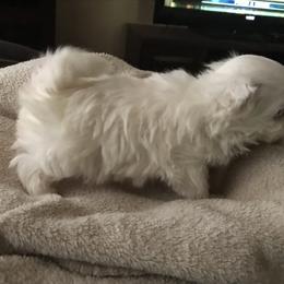 Maltese Puppies from May-Fam Maltese
