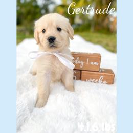 Golden Retriever Puppies from All shades Golden