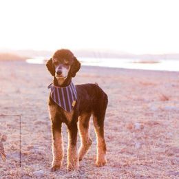 Poodle All Grown Up from Poodles of Pony Express