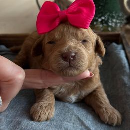 K Pink Girl - Red  female Goldendoodle puppy in Lewisville, Texas from Texas Goldendoodle Lovers