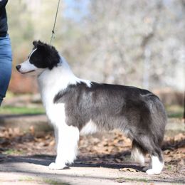 Yonder - Border Collie