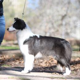 Yonder - Border Collie
