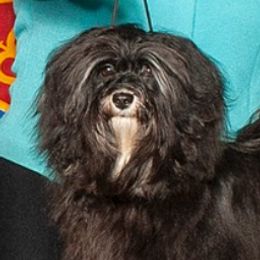 Tipsy - Havanese