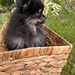 Pomeranian Puppies from Maine Pom’s