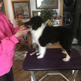 1 girl - Black white and tan female Shetland Sheepdog puppy in Evansville, Wyoming from Cindy Scott's Shetland Sheepdogs