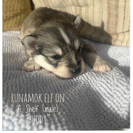 Runamok Elf On A Shelf (Buddy) - Wolf sable male Pomsky puppy in St. Maries, Idaho from Runamok Farm