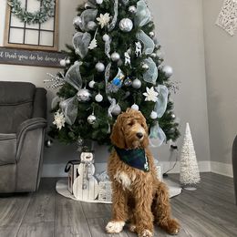 Goldendoodle Puppies from Totally Texas Doodles