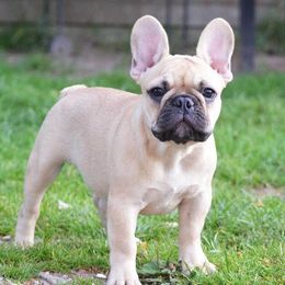 French Bulldogs from Jaya French Bulldogs