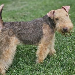 Kahlua - Liver and tan female Lakeland Terrier puppy in Minnesota from Glacieridge Lakeland Terrier