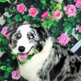 Australian Shepherd puppies from Cottonwood Farms Australian Shepherds