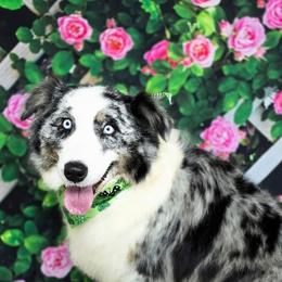 Australian Shepherd puppies from Cottonwood Farms Australian Shepherds