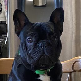 Stitch - French Bulldog