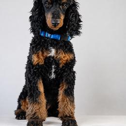 Odin - Phantom male Poodle puppy in Caldwell, Idaho from Boise Doodle Co.