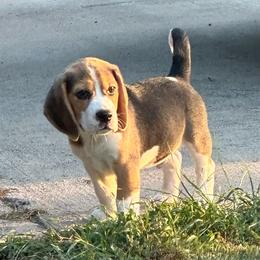 Rudy - Black tan and white male Beagle puppy in Needville, Texas from Rancho Robles Kennels