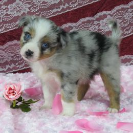 Ball Drop - Miniature Australian Shepherd puppy from Big Coon Little Aussies