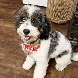 Emmie - Bernedoodle
