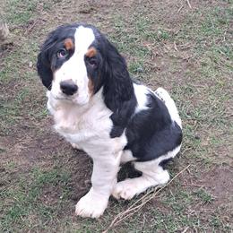 English Springer Spaniel Puppies from Colleen Bacon