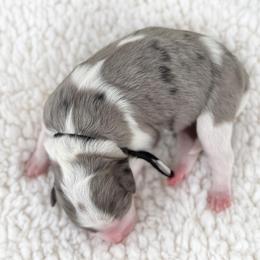 Biscuit - Black collar - Blue merle male Bernedoodle puppy in Highland, Utah from Angel Pups Deluxe