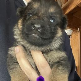 Purple girl - Black and red female German Shepherd puppy in Worthington, Indiana from Aus Gerstbrei German Shepherds