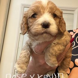 Rose B2 - Red male Cockapoo puppy in Haines City, Florida from Camic Cockapoos