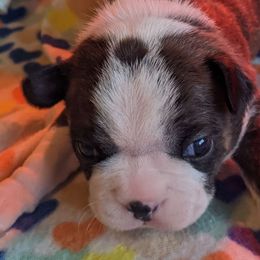 Boston Terriers from Eagle View