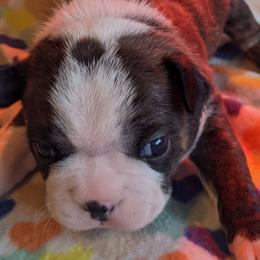 Boston Terriers from Eagle View